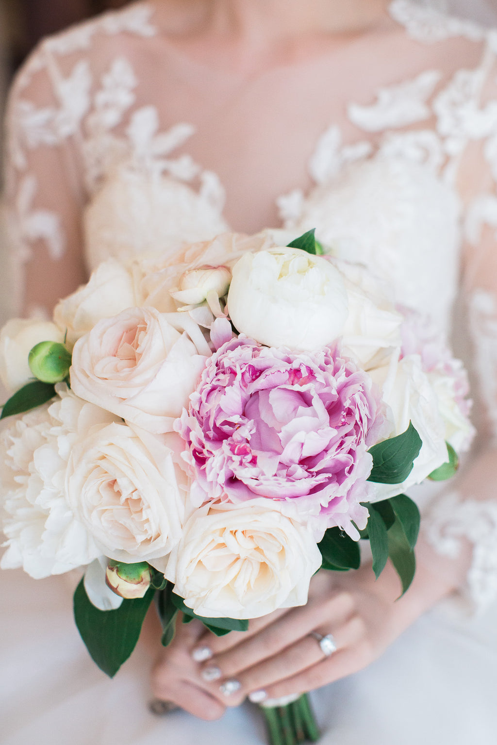 Peony, Gardenia Rose