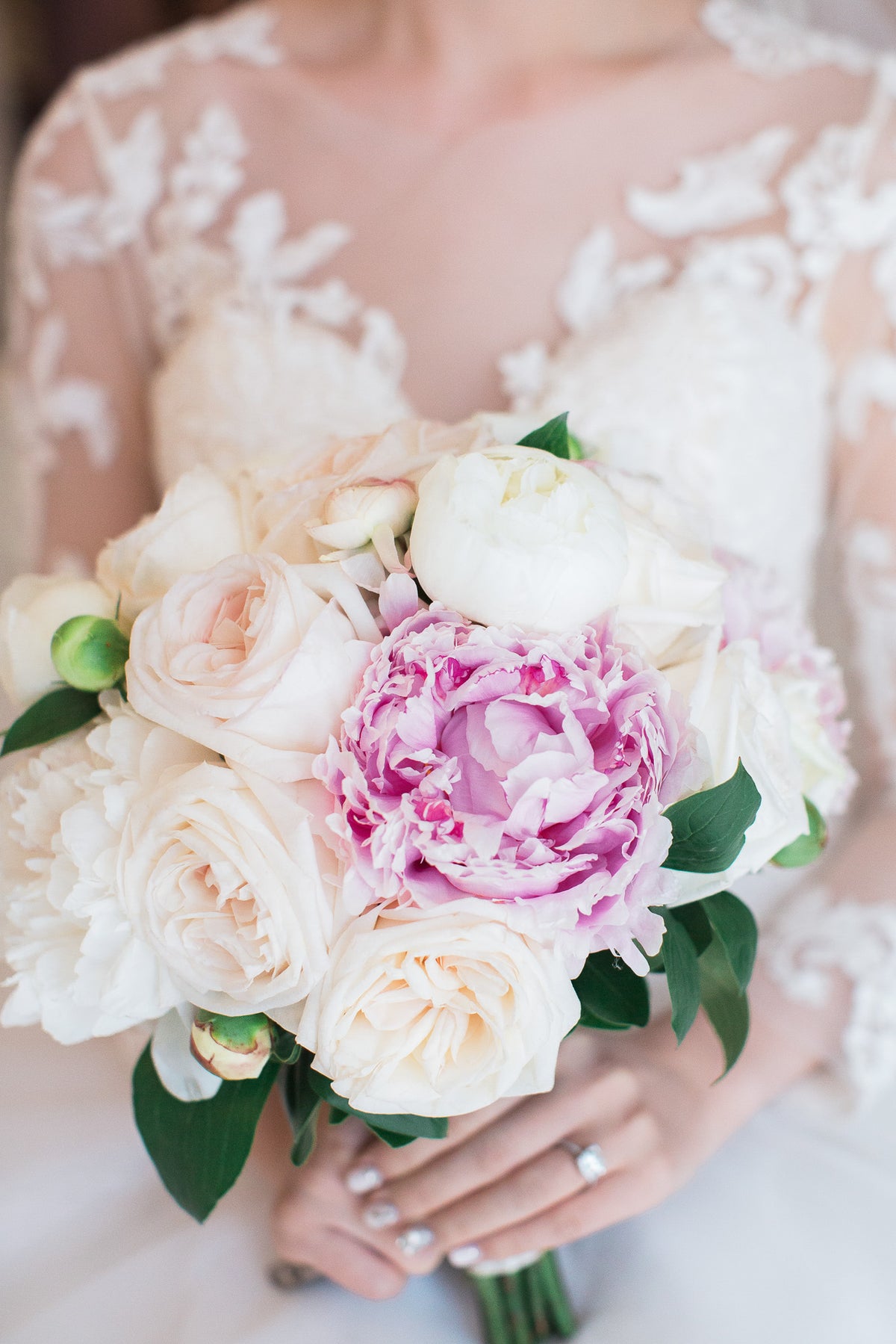 Peony, Gardenia Rose